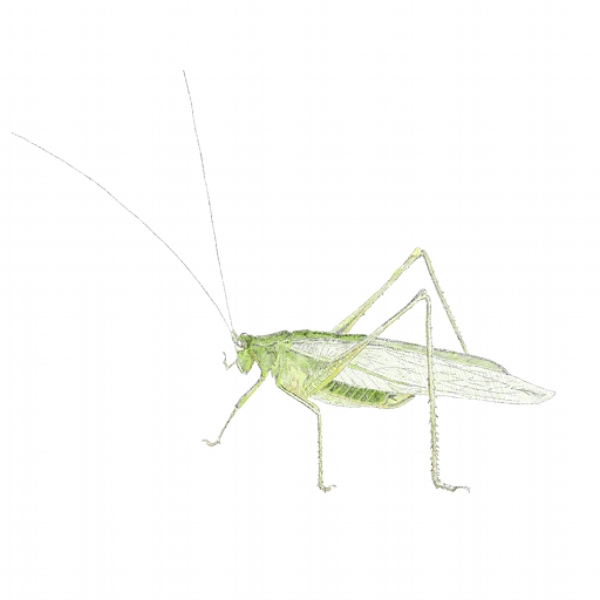 Katydid
