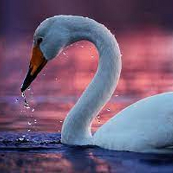 TRAP| Swimmin' like a swan |