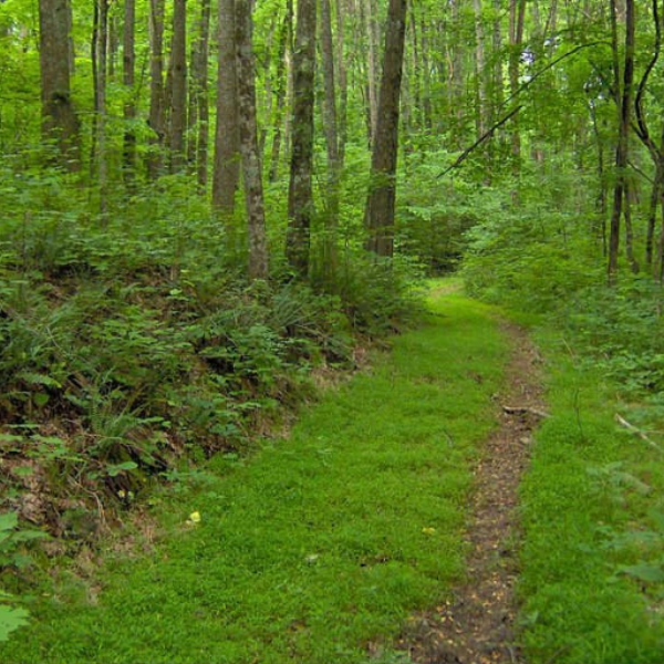 KennyP-Green Forest