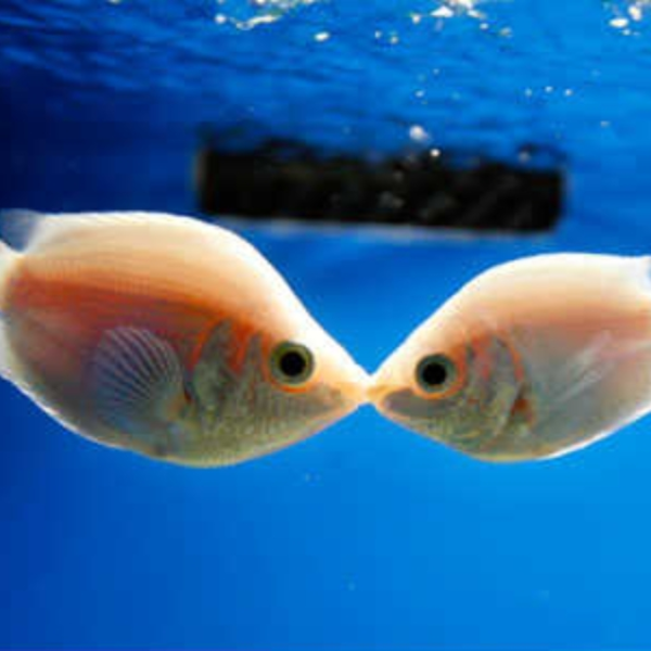 Kiss Fish Mountain