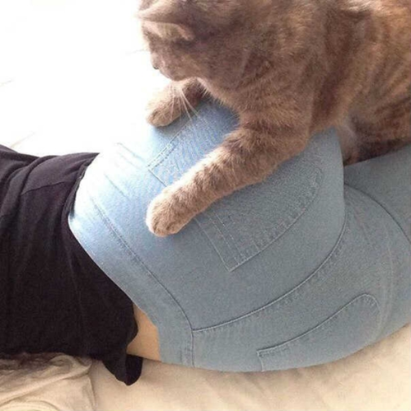 Kitties