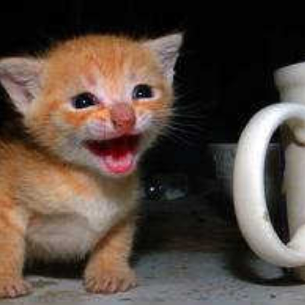 Kitty