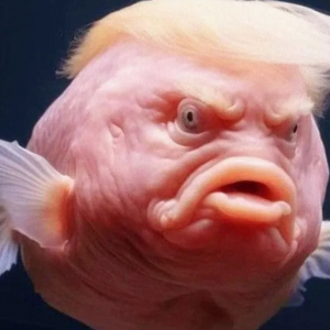 donald the pedo