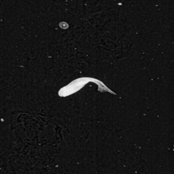 SIPHONOPHORE