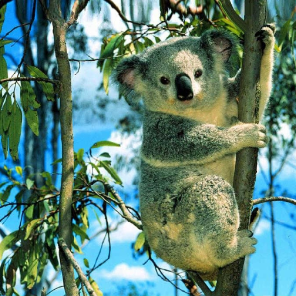 koala trägt grau