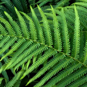 Pteridophyta