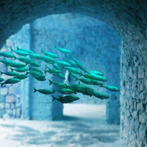 Fish Rave