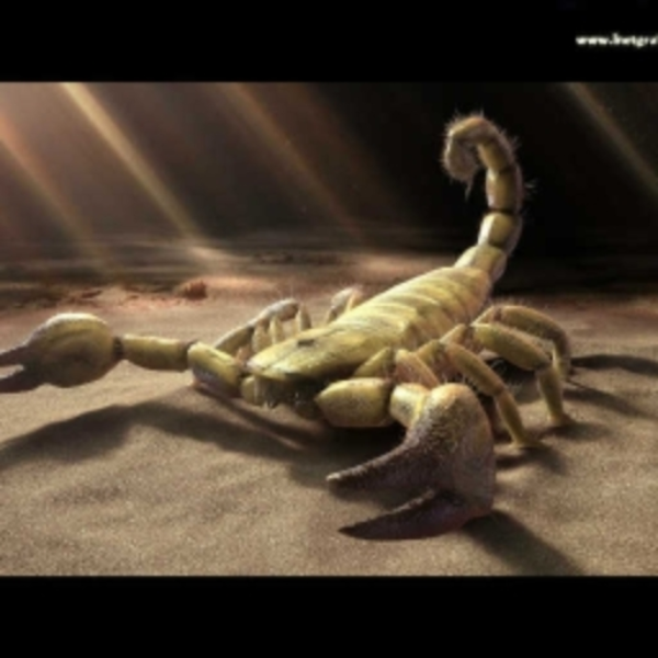 StarFight-Scorpion