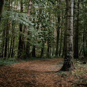 Forest 22