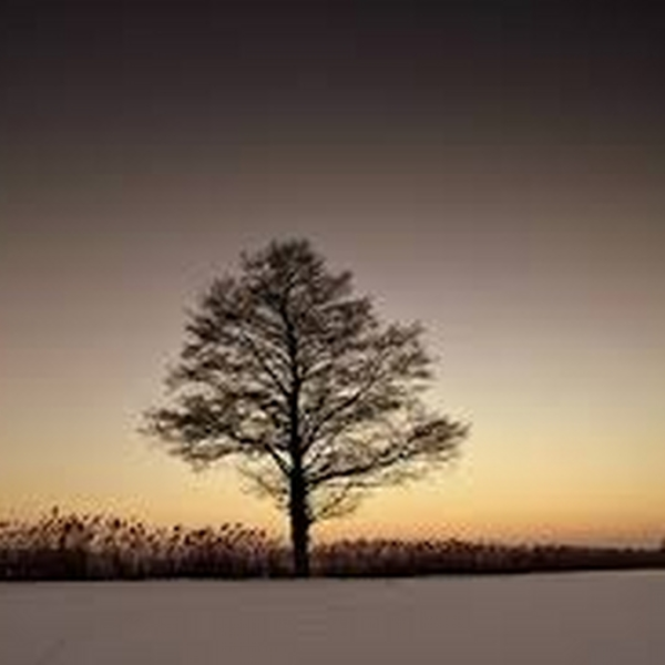 life is a dream