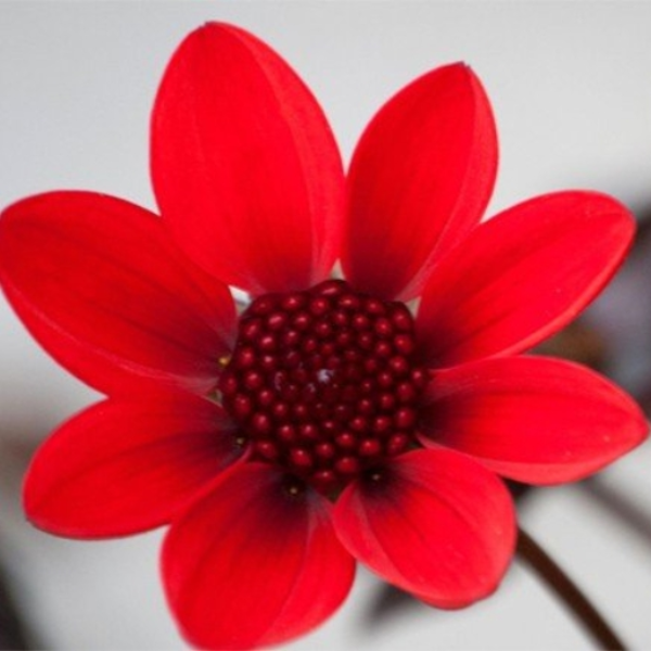 Petals