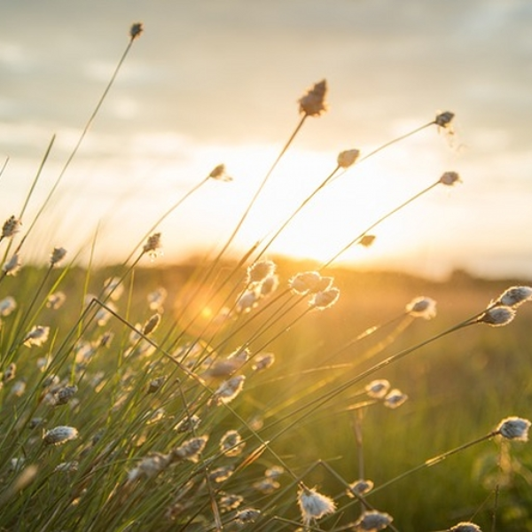 Gliding On Spring Winds