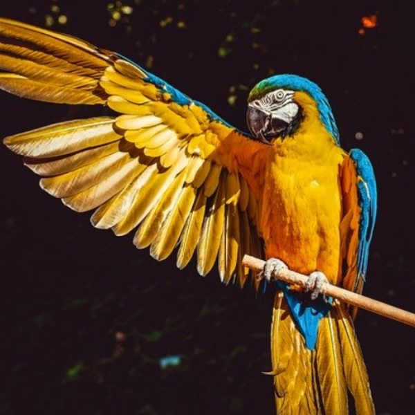 Pretty Bird