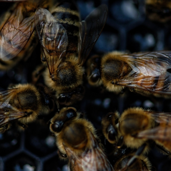 BEEHIVE
