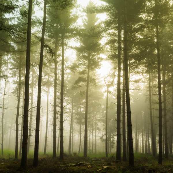 Forest 21