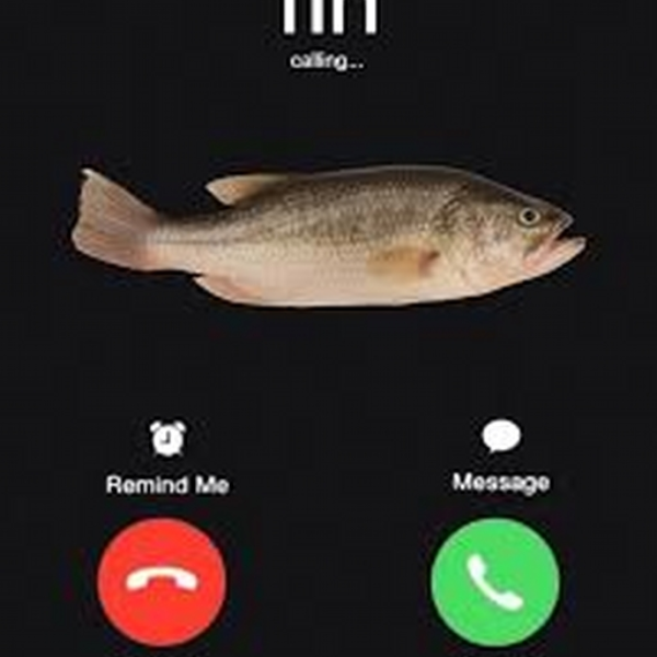 fih