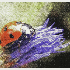 Ladybird