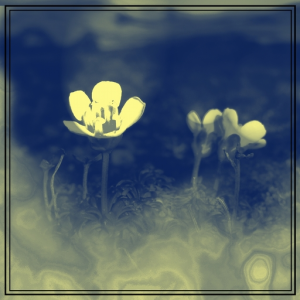 Diapensia //ATD25