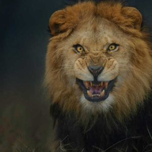 LION ORDER