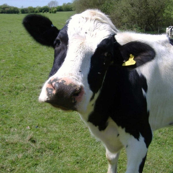 Live Action Cow