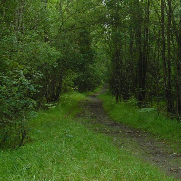 Lonely grove