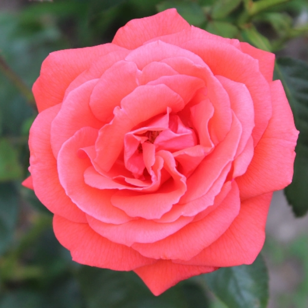 Loving Rose [Dedicated To Wife]