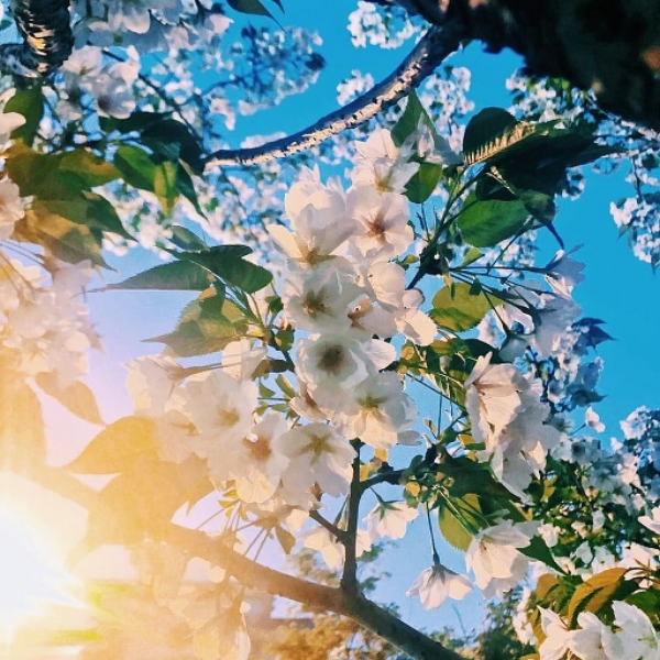 summer morning