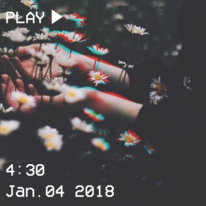 DAISIES