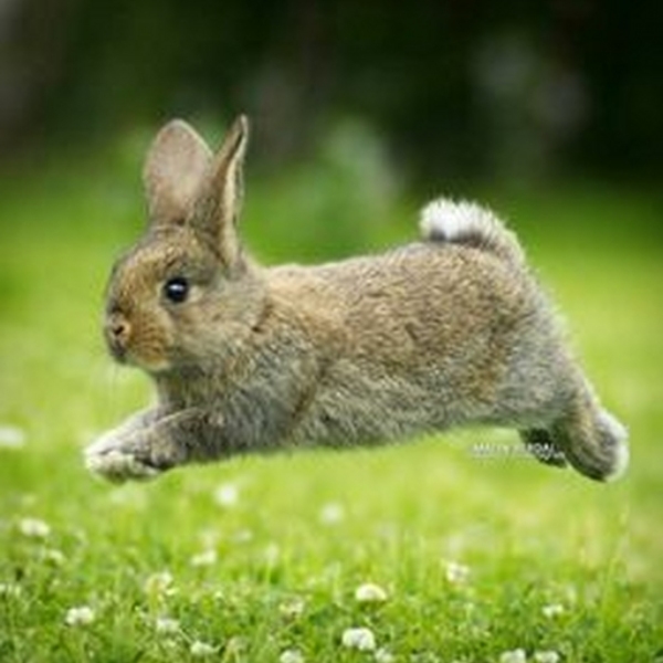 BunnyHop 2