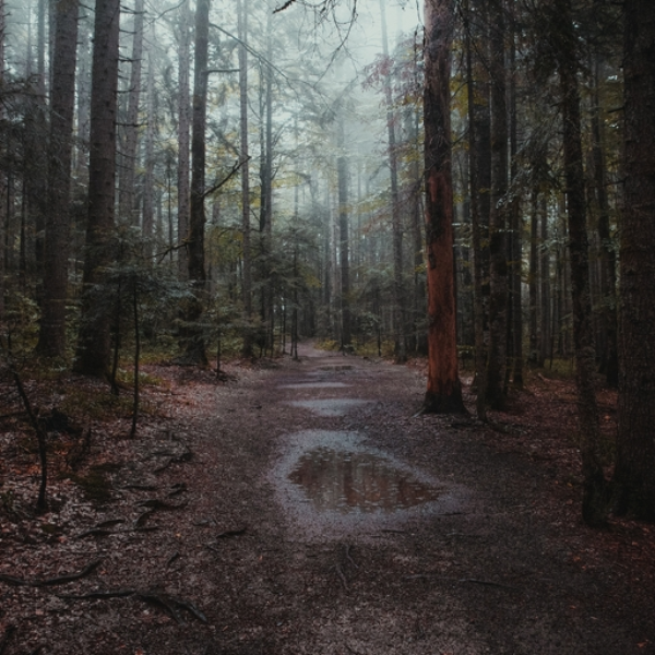 Forest 20