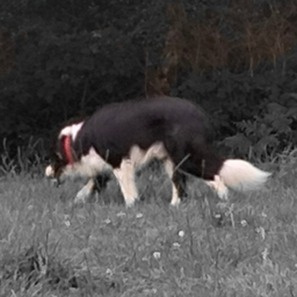 precarious (Dawg)