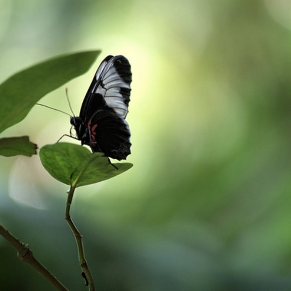 butterfly.effect