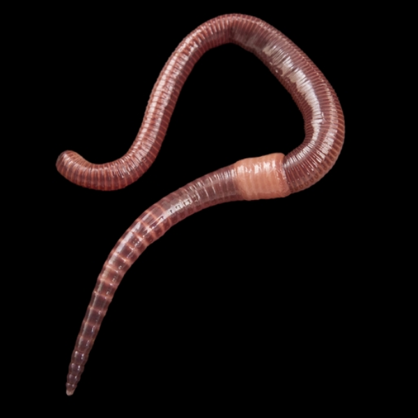 wormbop (wip) 3.04