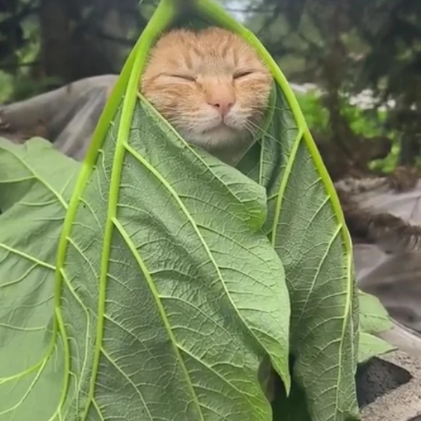 Forbidden leaf