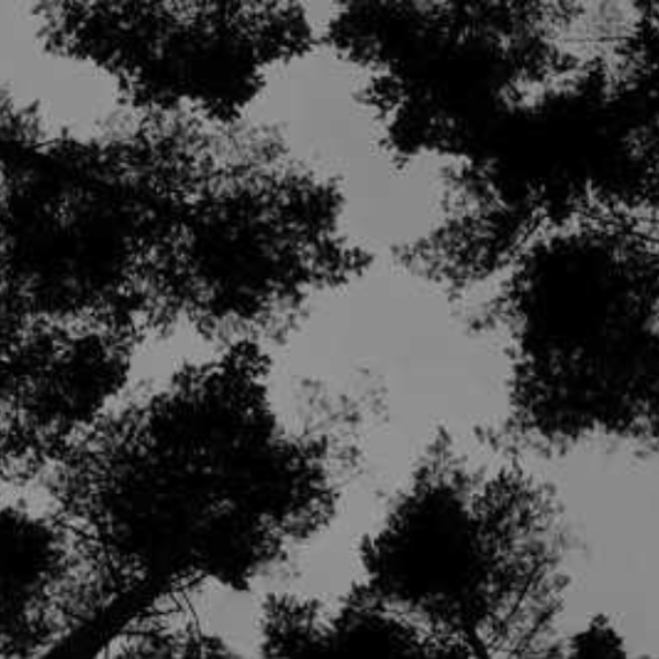 Macroscopic