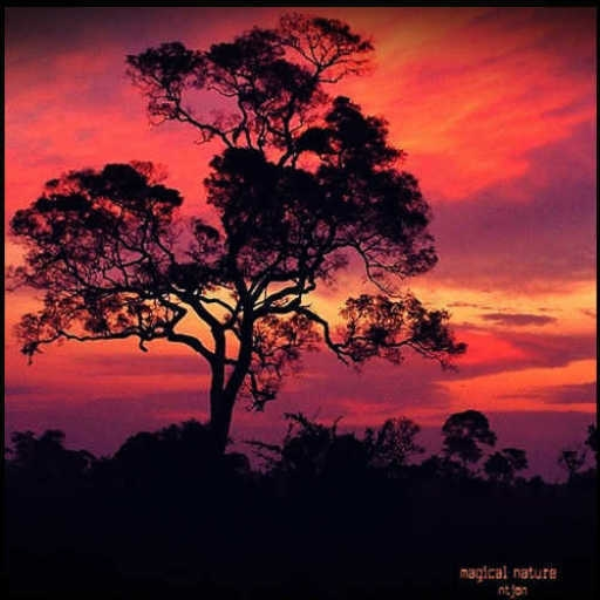 Magical Nature