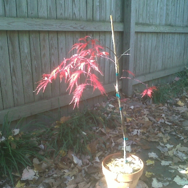 Maple