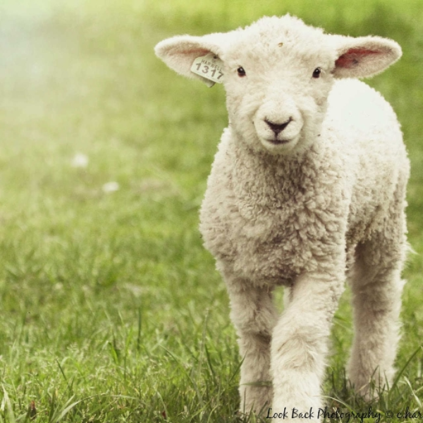 Mary Had A Little Lamb (Dubstep Remix)