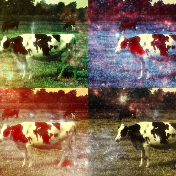 Massage The Cows