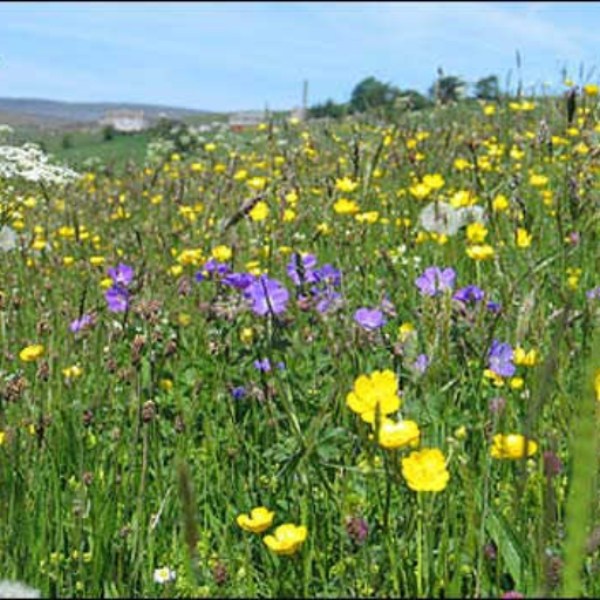 Meadow