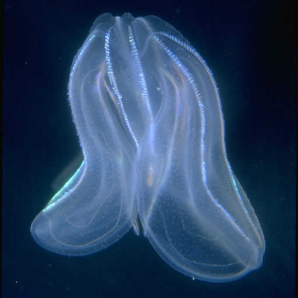 Metazoa