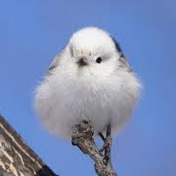 hehe birb