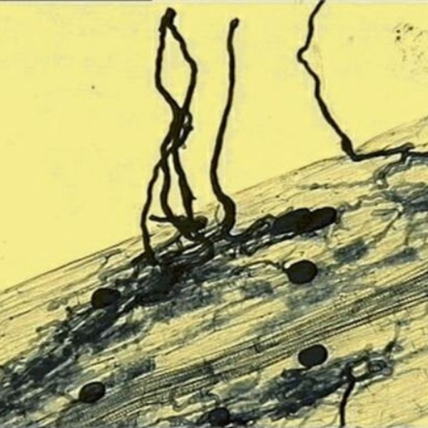 microrriza arbusculares