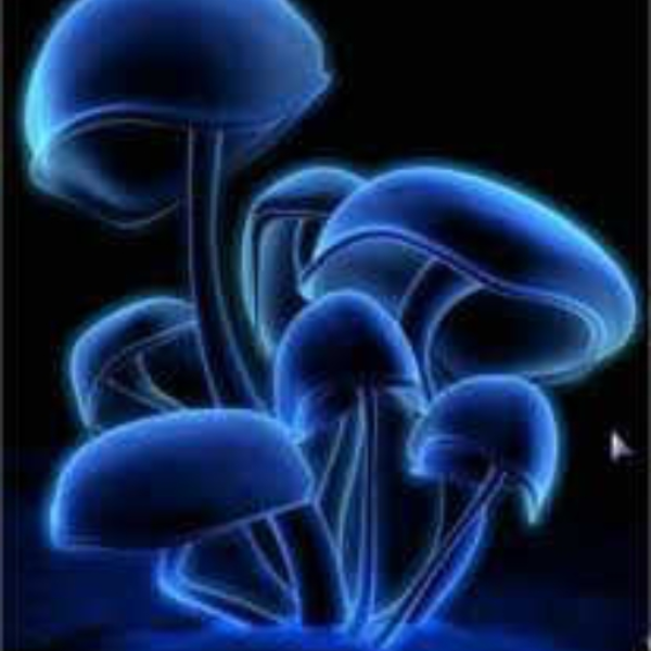 Midnight Mushrooms