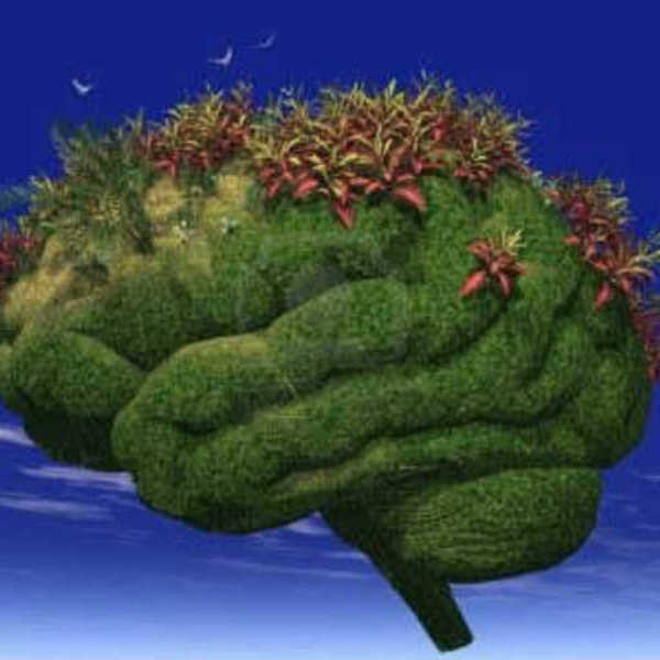 Mind Flowers (edit)
