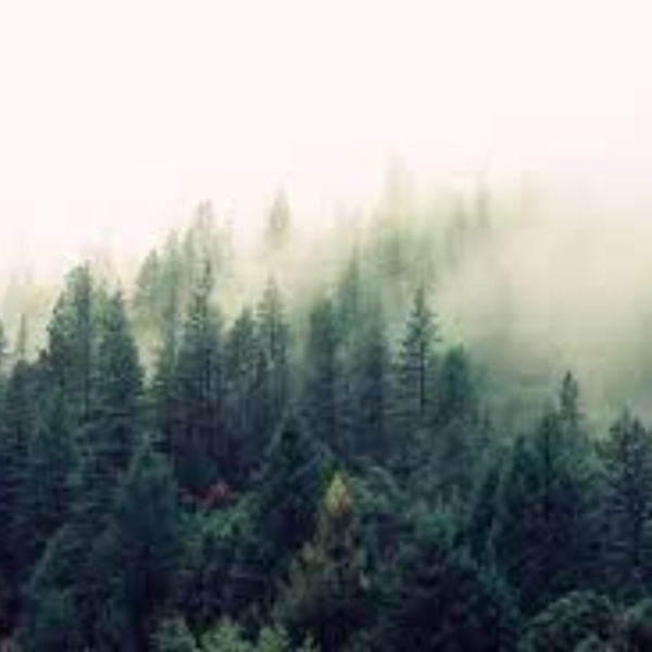 утро в сосновом лесу | Morning In Pine Forest