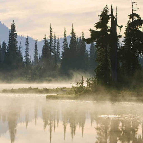 Mist