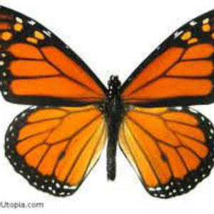 MOMOS - BUTTERFLY