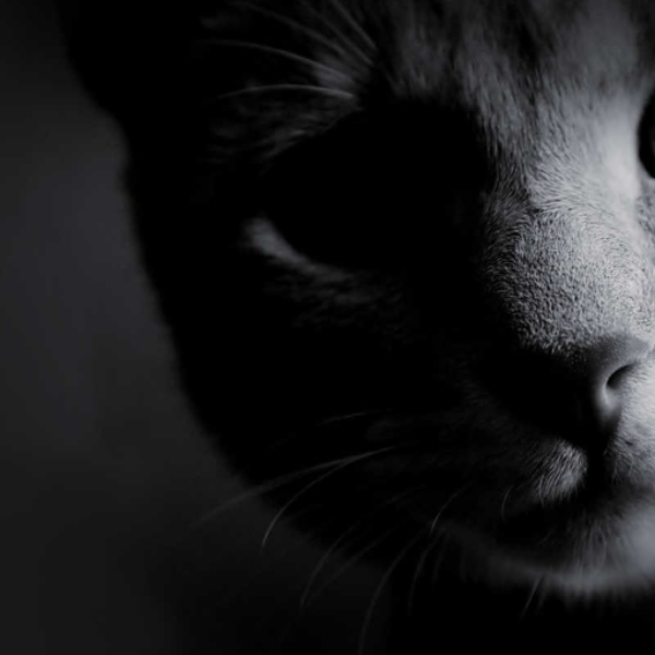 Monochrome