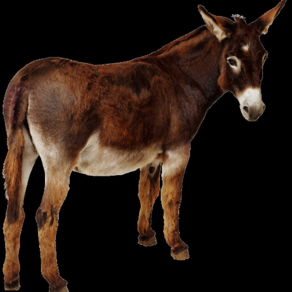 Mule kick
